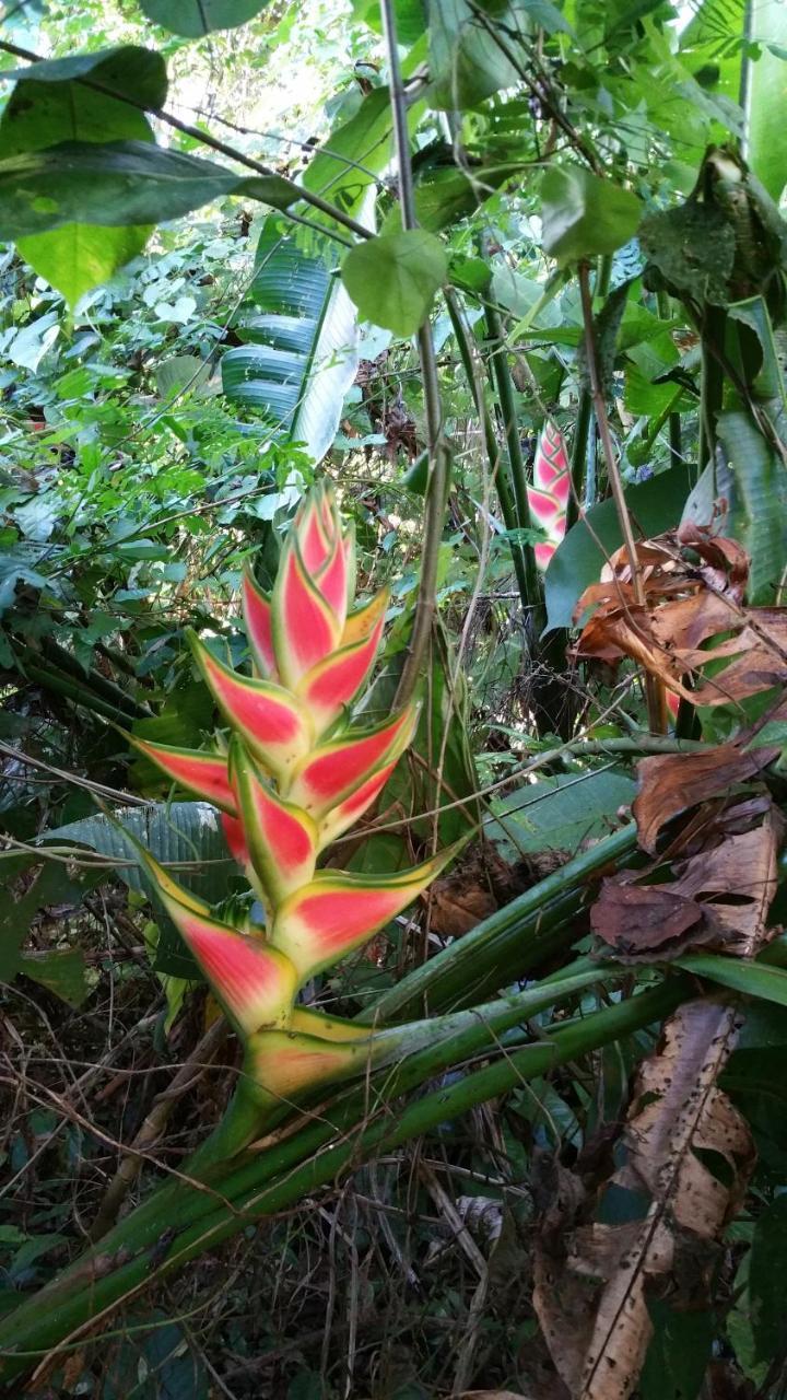Panama Eco Resort Tierra Oscura Екстериор снимка